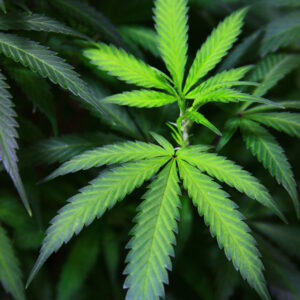 marijuana_gibson