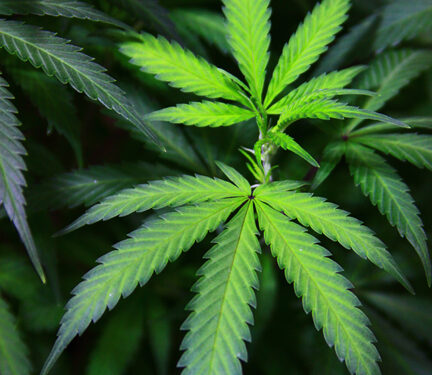 Turning Back the Pages