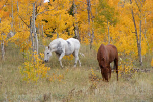 Amigo&Sierra_JamesDuval