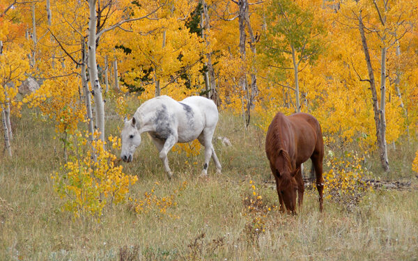 Turning Back the Pages