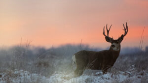 artshow_Ever Alert by Jeff Owens