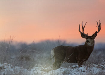 “Dare to Soar” is motto of Gilpin’s new elementary principal