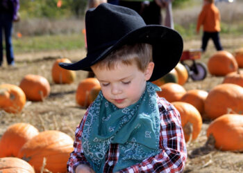 Quest for the perfect pumpkin