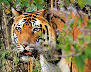 BengalTiger_DaveGibson