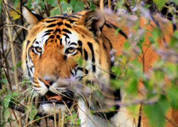 Bengal tigers – lords of the jungle