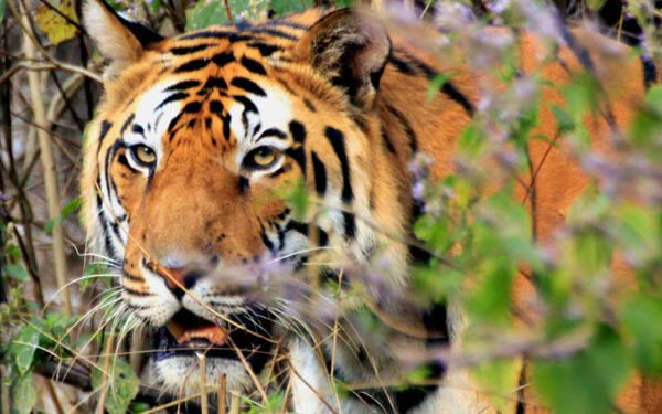 Bengal tigers – lords of the jungle