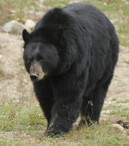 blackbear_walking