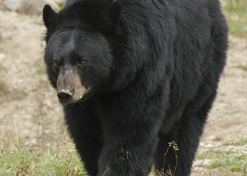 Living with bears and moose