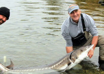 A “tail” of two cities