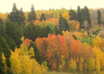 Why some aspen leaves turn red