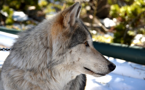 Close encounters of the “wolf” kind