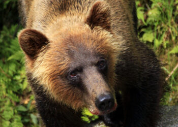 Grizzly bears and black bears in Alaska