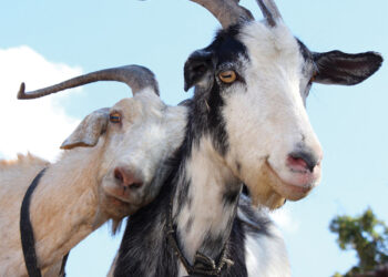 Tailing tales of James K. Ramstetter from “Life in the Early Days”