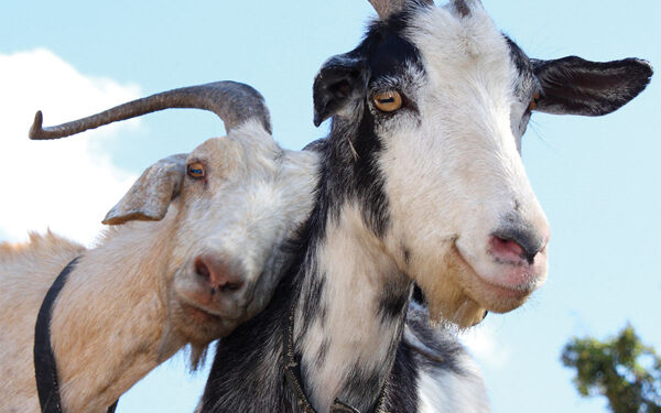 Tailing tales of James K. Ramstetter from “Life in the Early Days”