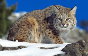 bobcat_06