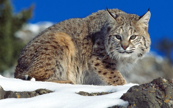 Was that a bobcat or a lynx?