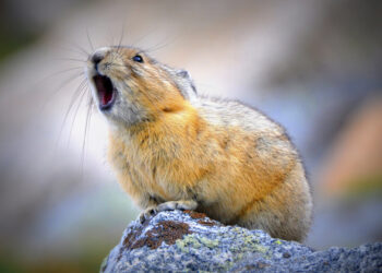 American Pikas in peril