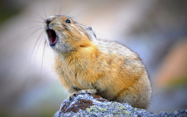 American Pikas in peril