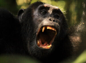 Chimp_08_DaveGibson