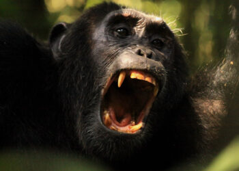 Spending a day with chimpanzees in the wild