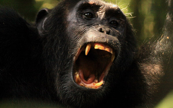 Spending a day with chimpanzees in the wild