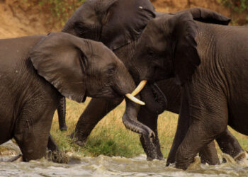 Uganda’s recovering wildlife