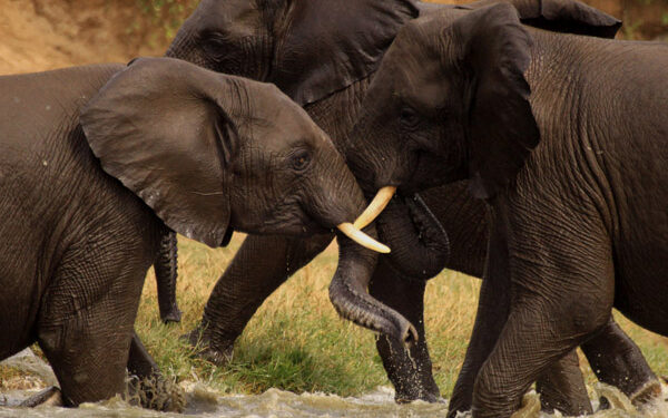 Uganda’s recovering wildlife