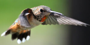 hummer_Rufous-female3_KimMason