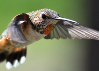 Loving hummingbirds to death