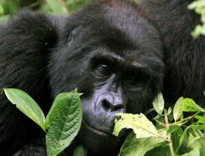 Uganda_08_DaveGibson