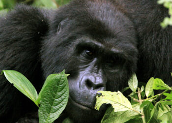 Gorillas in the midst