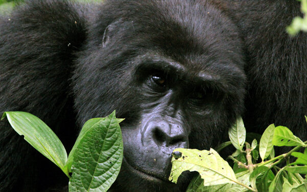 Gorillas in the midst