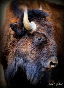 buffalo_JulianGothard