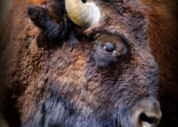 The Tatanka becomes America’s National Mammal