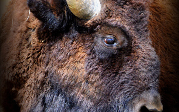 The Tatanka becomes America’s National Mammal