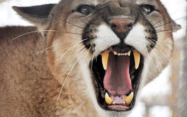 Mountain lion attack on boy near Aspen