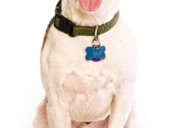 Gilpin dog owners need to license furry friends by September 15th