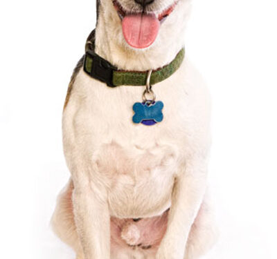 Gilpin dog owners need to license furry friends by September 15th