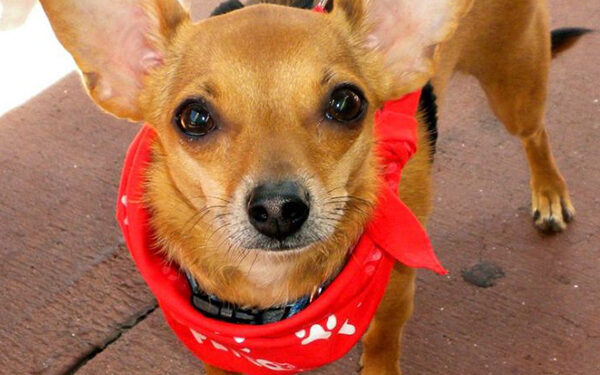 Friends of Charlie’s Place