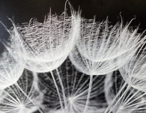 art_salsify_byandisahlen