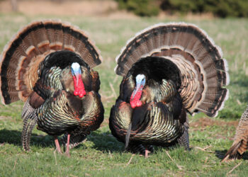Hunting cagy high country turkeys