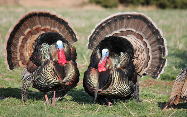 Hunting cagy high country turkeys