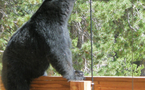 Human DNA found on bear euthanized after attack