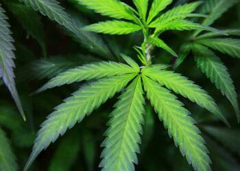 Gilpin residents express concern over commercial marijuana grow operations