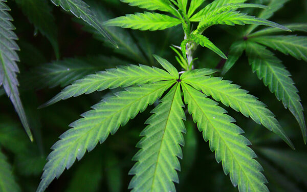 Gilpin residents express concern over commercial marijuana grow operations