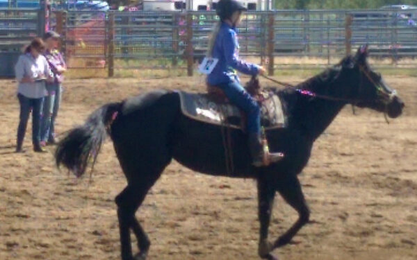 Peak to Peak Gymkhana Buckle Series