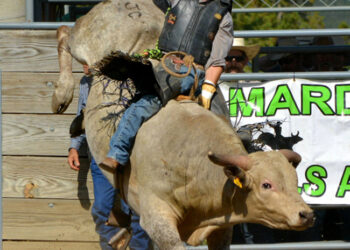 The bulls win at 25th annual Gilpin Fair