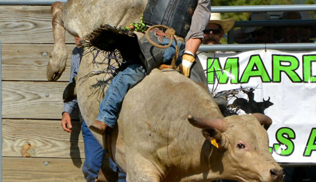 The bulls win at 25th annual Gilpin Fair