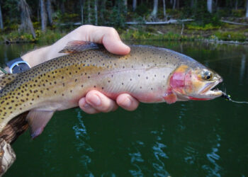 Angling on the spectacular Grand Mesa