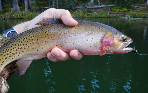 Angling on the spectacular Grand Mesa